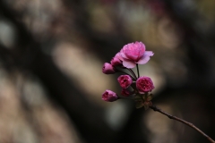 IMG_2996es