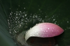 _MG_2749es