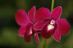 Orchid Impression1903