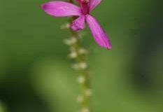 Orchid Impression1915