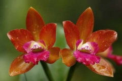 Orchid Impression1946