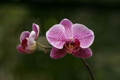 Orchid Impression1975