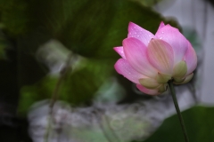 lotus095